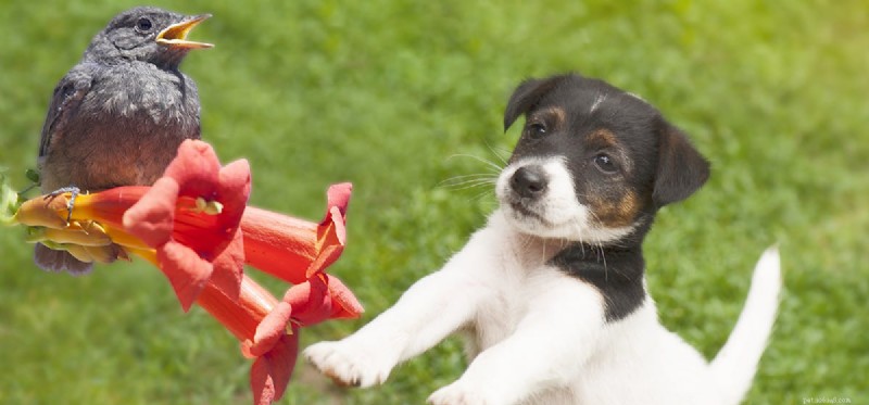 Can Dogs and Birds Coexist Harmoniously? Expert Tips for Pet Owners