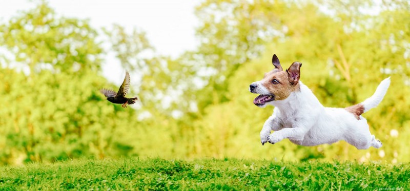 Can Dogs and Birds Coexist Harmoniously? Expert Tips for Pet Owners