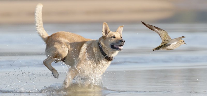 Can Dogs and Birds Coexist Harmoniously? Expert Tips for Pet Owners