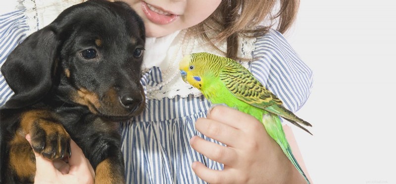 Can Dogs and Birds Coexist Harmoniously? Expert Tips for Pet Owners