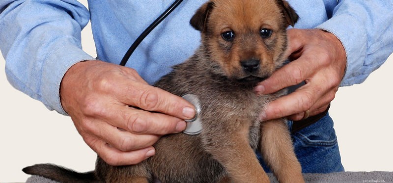 Can Dogs Live with Cancer? Understanding Treatment and Prognosis