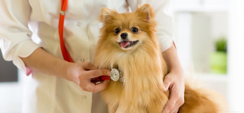 Can Dogs Live with Cancer? Understanding Treatment and Prognosis