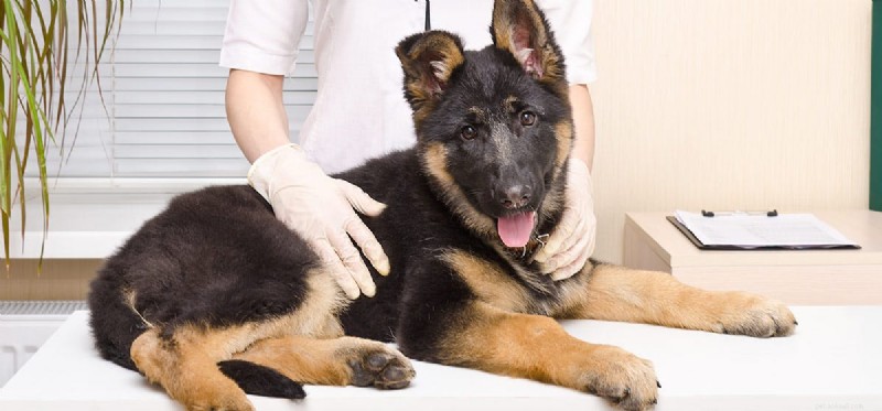 Can Dogs Live with Cancer? Understanding Treatment and Prognosis