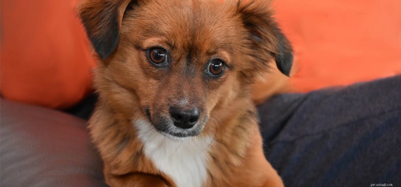 Can Dogs Live with Cataracts? Expert Guide to Vision Care
