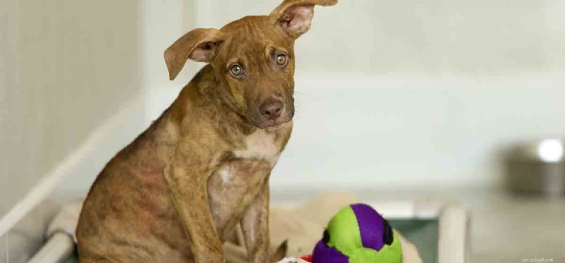 Can Dogs Live with Cataracts? Expert Guide to Vision Care