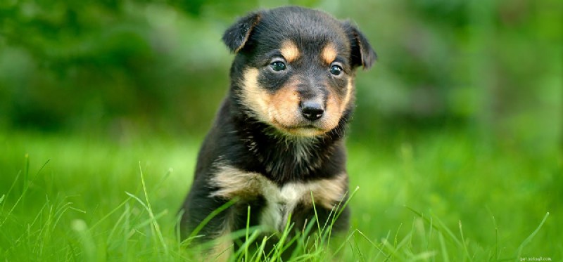 Can Dogs Live with Cataracts? Expert Guide to Vision Care