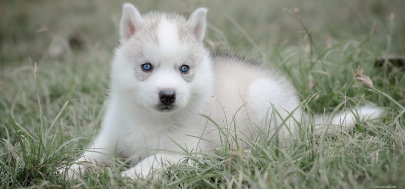 Can Dogs Coexist with Cherry Eye? Managing the Prolapsed Third Eyelid
