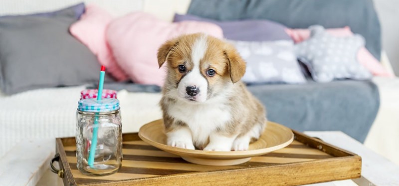 Can Dogs Coexist with Cherry Eye? Managing the Prolapsed Third Eyelid
