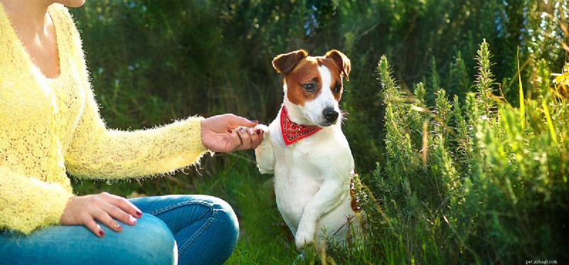 Can Dogs Coexist with Cherry Eye? Managing the Prolapsed Third Eyelid