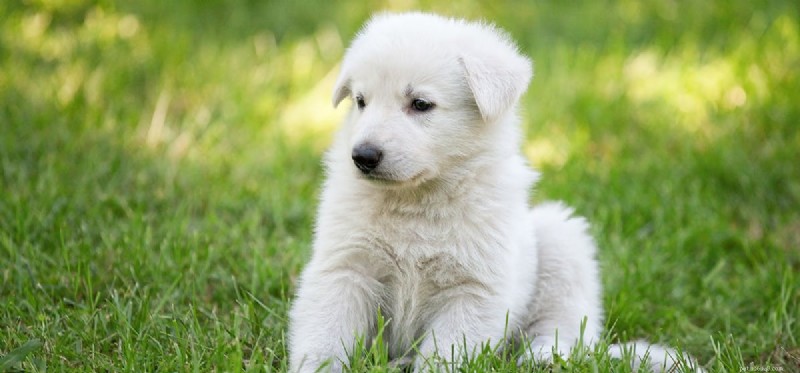Can Dogs Coexist with Cherry Eye? Managing the Prolapsed Third Eyelid