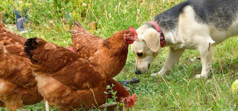 Can Dogs and Chickens Coexist? A Practical Guide to Harmony