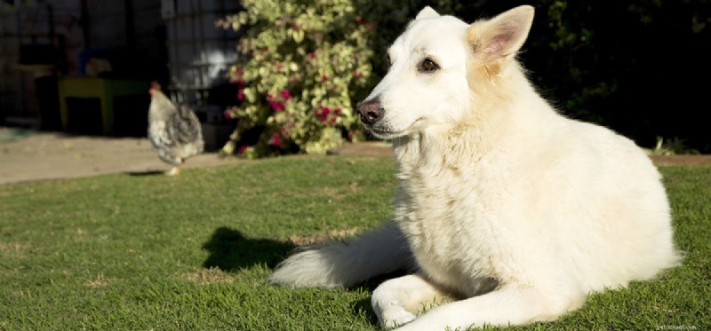 Can Dogs and Chickens Coexist? A Practical Guide to Harmony