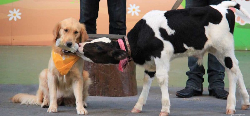 Can Dogs and Cows Coexist Safely on a Farm?