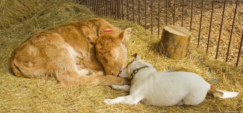 Can Dogs and Cows Coexist Safely on a Farm?