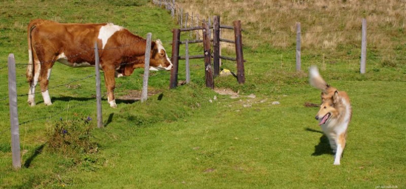 Can Dogs and Cows Coexist Safely on a Farm?