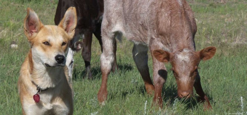 Can Dogs and Cows Coexist Safely on a Farm?