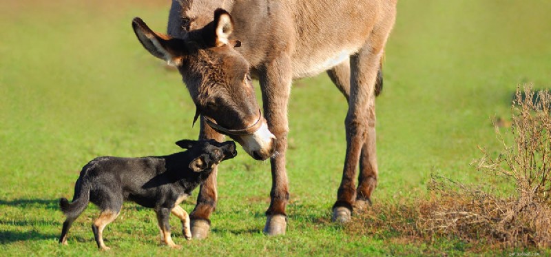 Can Dogs and Donkeys Coexist Harmoniously?
