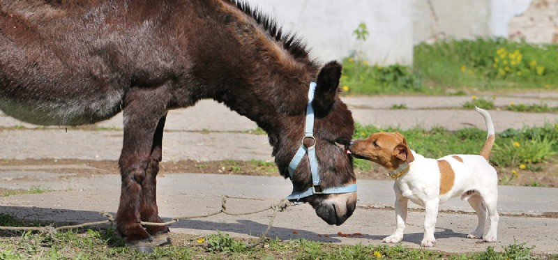 Can Dogs and Donkeys Coexist Harmoniously?