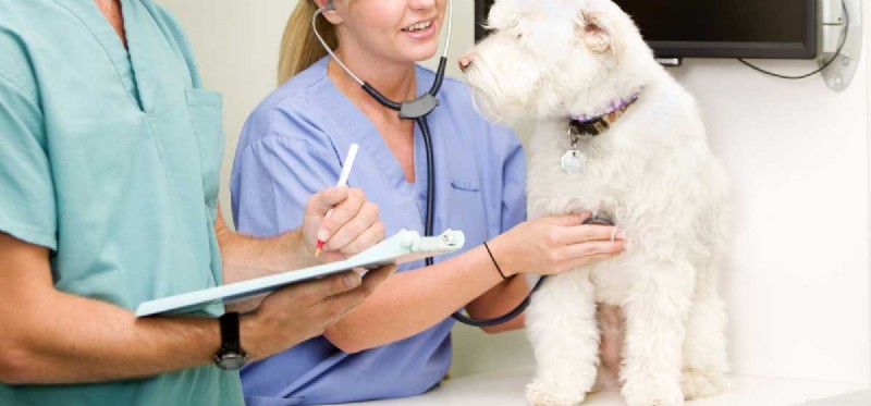 Managing Dogs with Enlarged Hearts: What Owners Need to Know