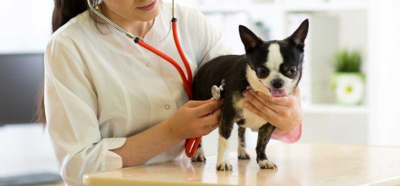 Managing Dogs with Enlarged Hearts: What Owners Need to Know
