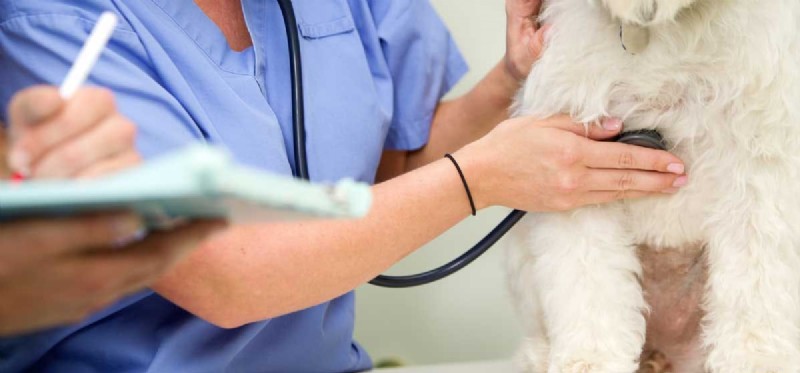 Managing Dogs with Enlarged Hearts: What Owners Need to Know