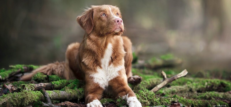 Can Dogs Coexist Safely with Geckos?