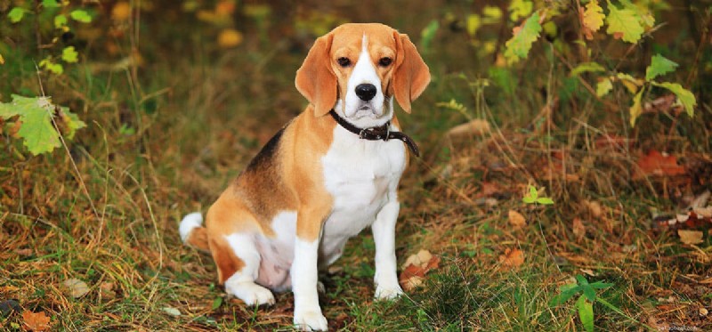 Can Dogs Coexist Safely with Geckos?