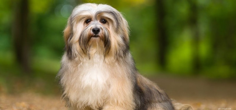 Can Dogs Coexist Safely with Geckos?