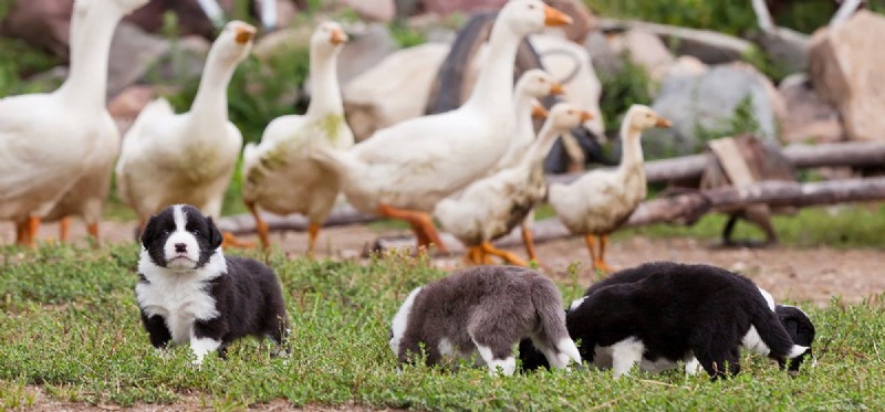 Can Dogs and Geese Coexist? A Guide to Harmonious Co‑habitation