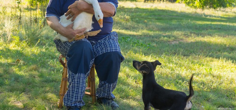 Can Dogs and Geese Coexist? A Guide to Harmonious Co‑habitation