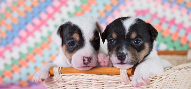 Can Dogs and Geese Coexist? A Guide to Harmonious Co‑habitation