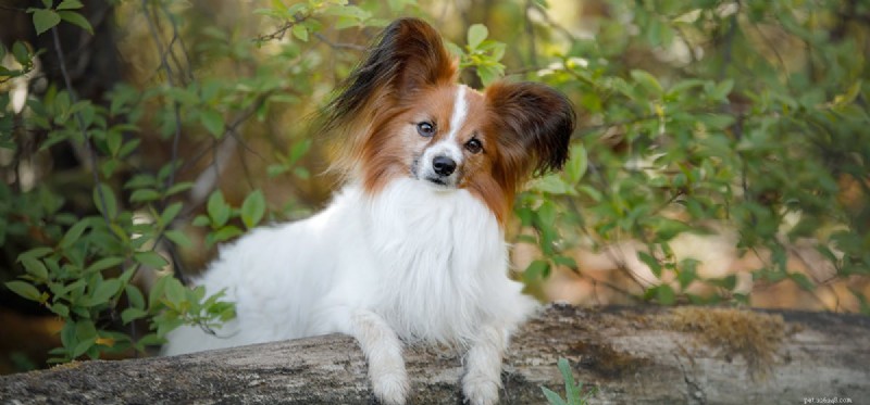 Can Dogs Live With a Herniated Disc? Expert Guide to Symptoms, Prevention, and Care
