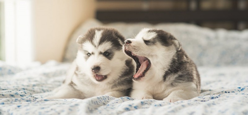 Can Dogs Live With a Herniated Disc? Expert Guide to Symptoms, Prevention, and Care