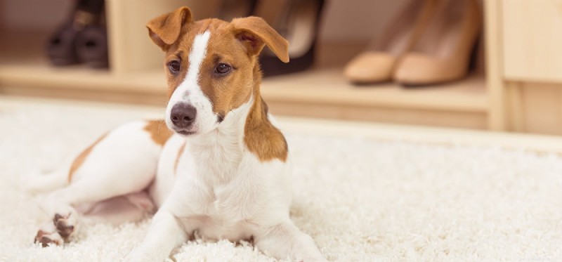 Can Dogs Live With a Herniated Disc? Expert Guide to Symptoms, Prevention, and Care