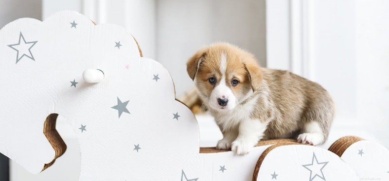 Can Dogs and Horses Coexist? Exploring Their Friendly Farm Life