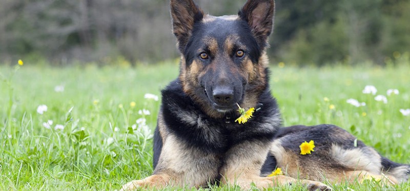 Can Dogs and Horses Coexist? Exploring Their Friendly Farm Life