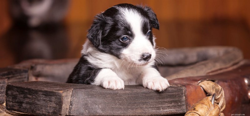 Can Dogs and Horses Coexist? Exploring Their Friendly Farm Life