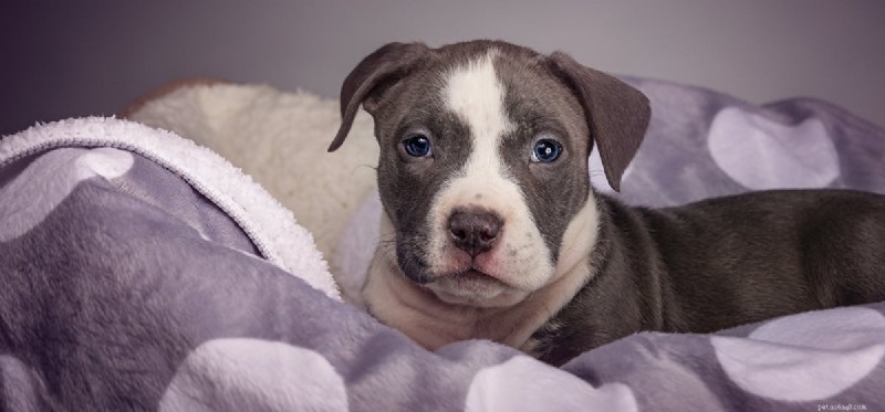 Living with Your Dog’s Liver Disease: Essential Care Tips