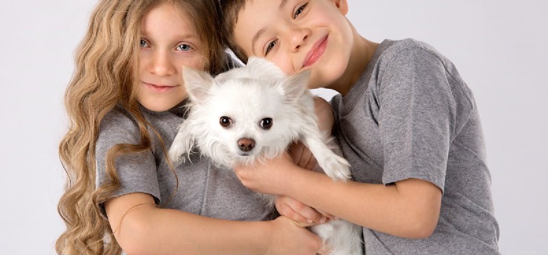Living with Your Dog’s Liver Disease: Essential Care Tips