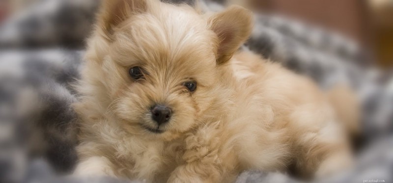 Living with Your Dog’s Liver Disease: Essential Care Tips