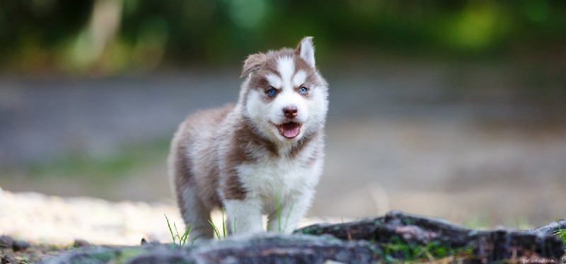Can Dogs Coexist With Lizards? Tips for Harmonious Pet Homes