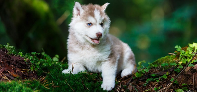 Can Dogs Coexist With Lizards? Tips for Harmonious Pet Homes