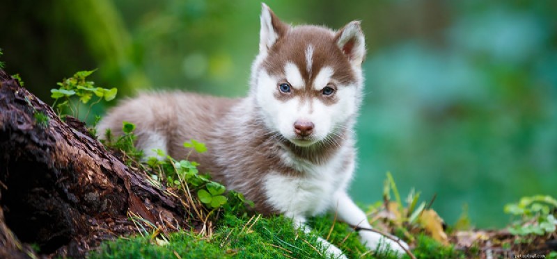 Can Dogs Coexist With Lizards? Tips for Harmonious Pet Homes