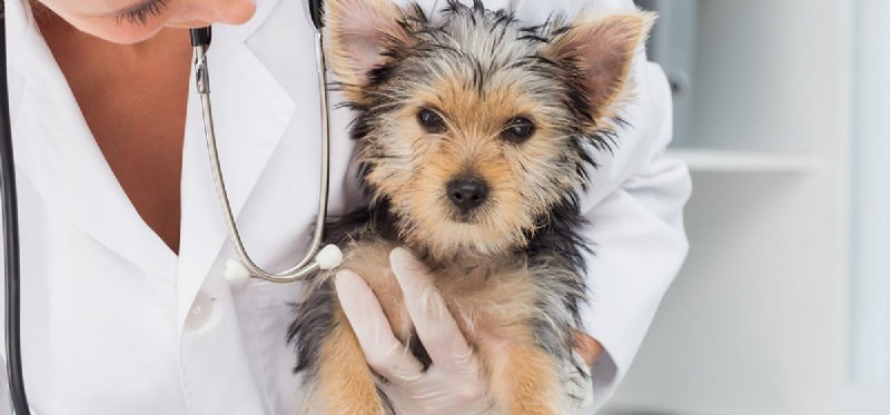 Understanding Lyme Disease in Dogs: Symptoms, Treatment, and Prognosis