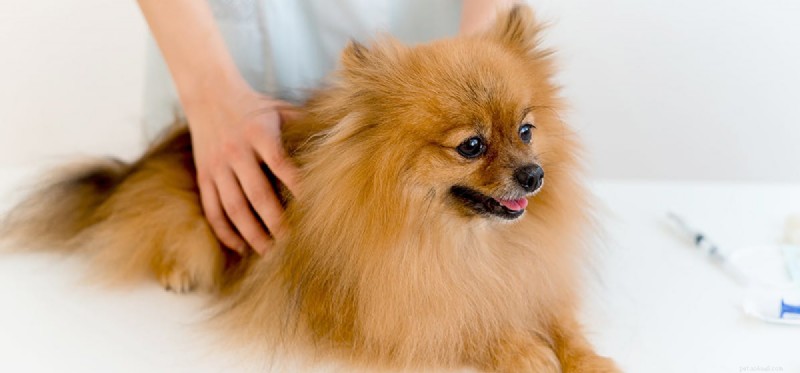 Understanding Lyme Disease in Dogs: Symptoms, Treatment, and Prognosis