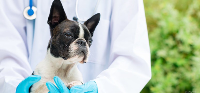 Can Dogs Thrive on a Single Kidney? A Vet’s Guide