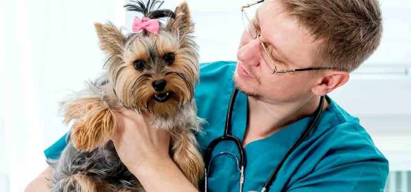 Can Dogs Thrive on a Single Kidney? A Vet’s Guide