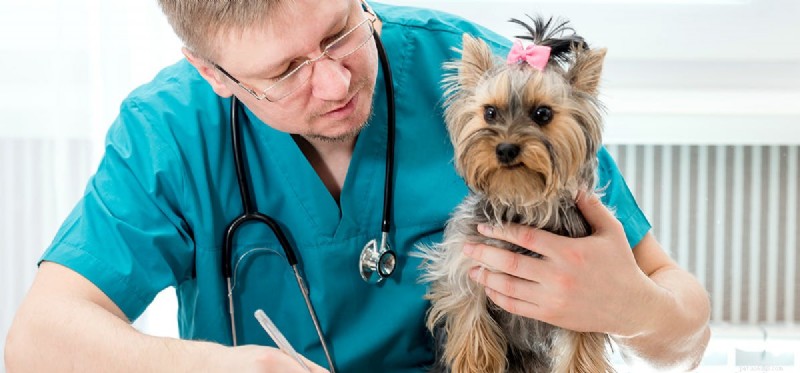Can Dogs Thrive on a Single Kidney? A Vet’s Guide