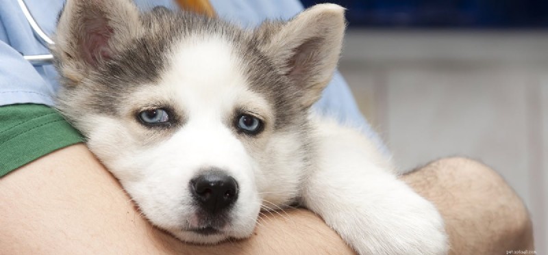 Surviving Without a Spleen: What Dog Owners Need to Know