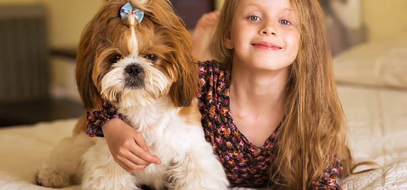 Surviving Without a Spleen: What Dog Owners Need to Know